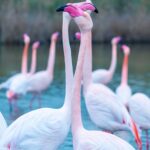 2022-12 - Parc ornithologique du Pont de Gau - Flamants roses - 07